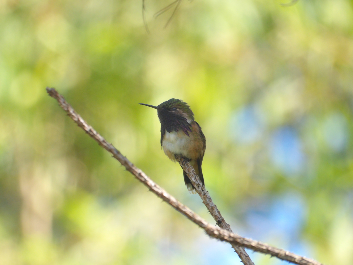 Wine-throated Hummingbird - ML632302151