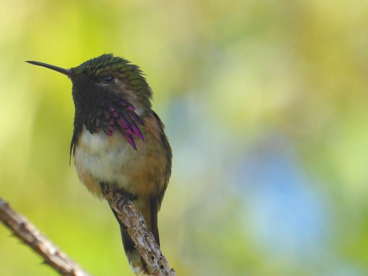 Wine-throated Hummingbird - ML632302152
