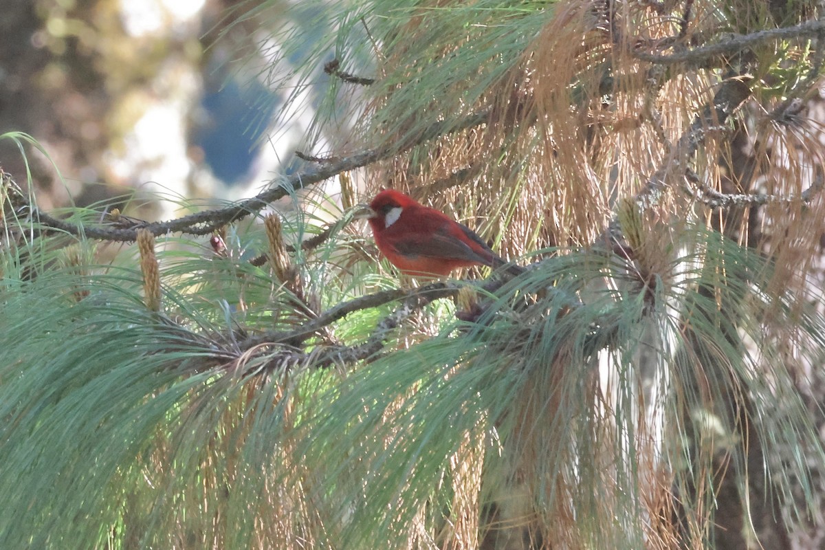 Paruline rouge (rubra/rowleyi) - ML632302175