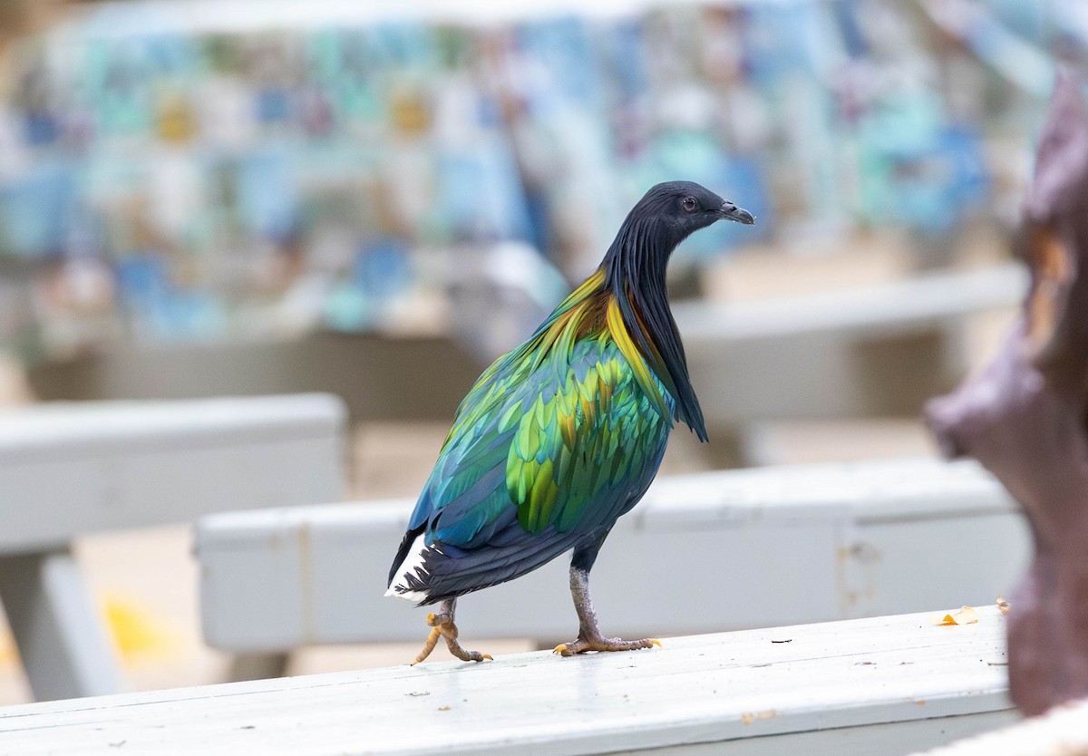Nicobar Pigeon - ML632302311