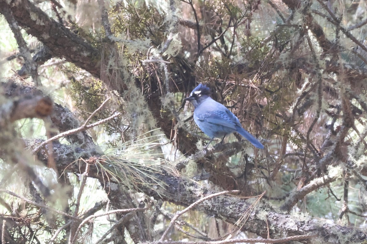 Geai de Steller (groupe coronata) - ML632302416