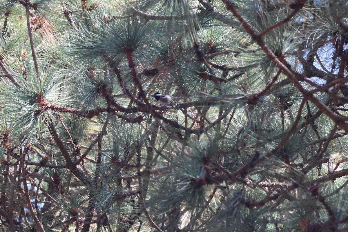 Mésange grise - ML632302487