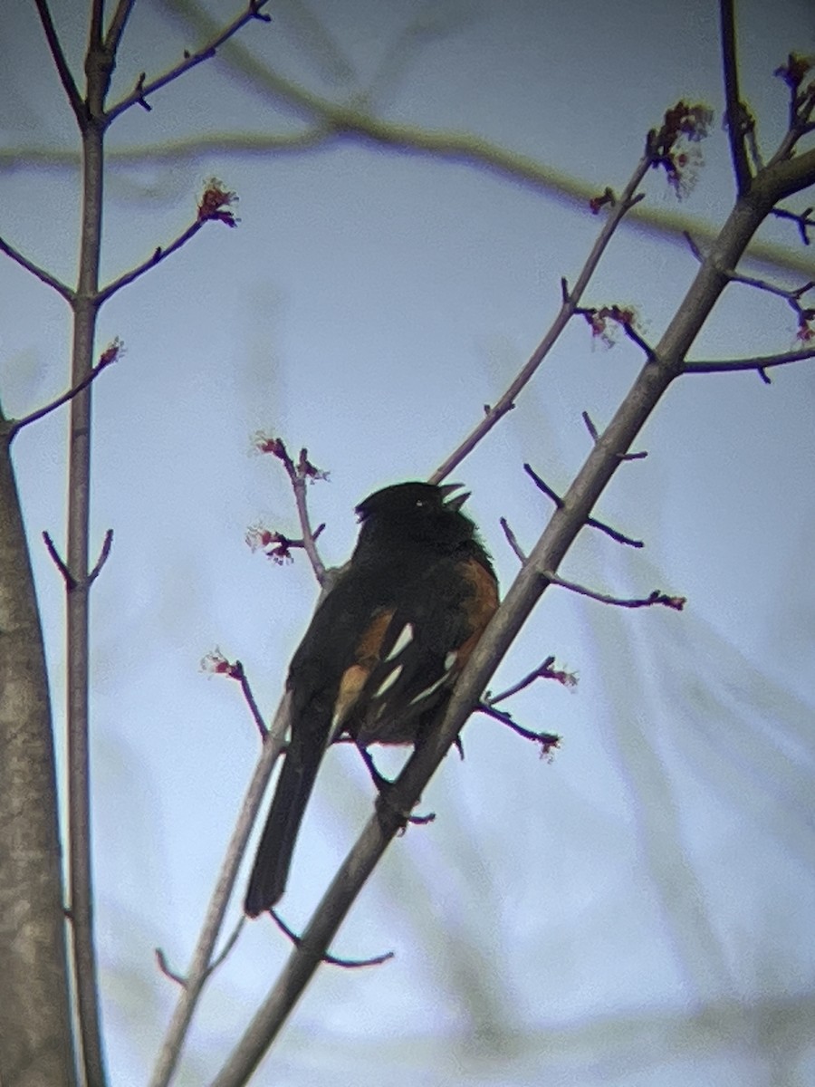 pipilo rudooký - ML632302528