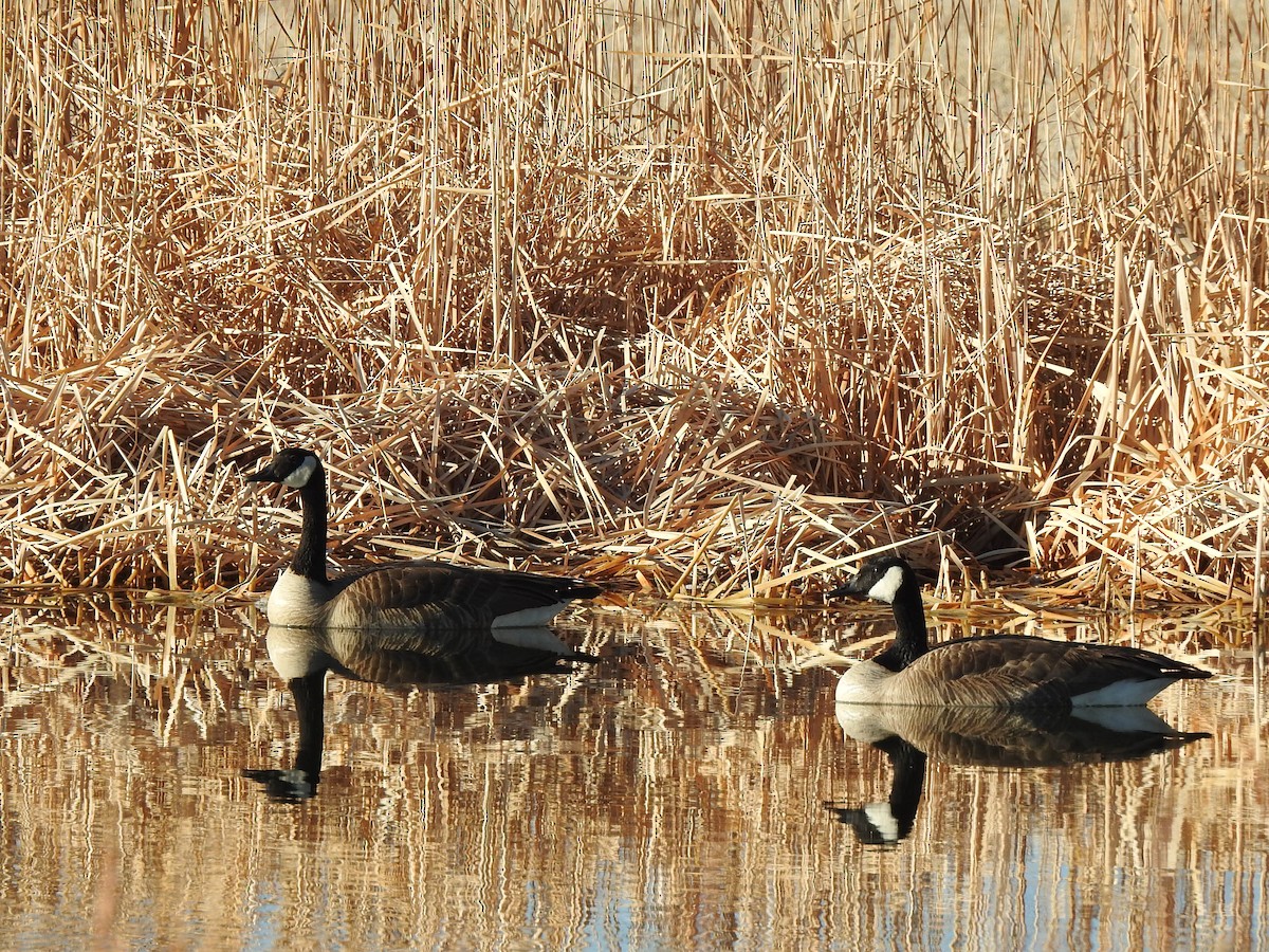 Canada Goose - ML632302703