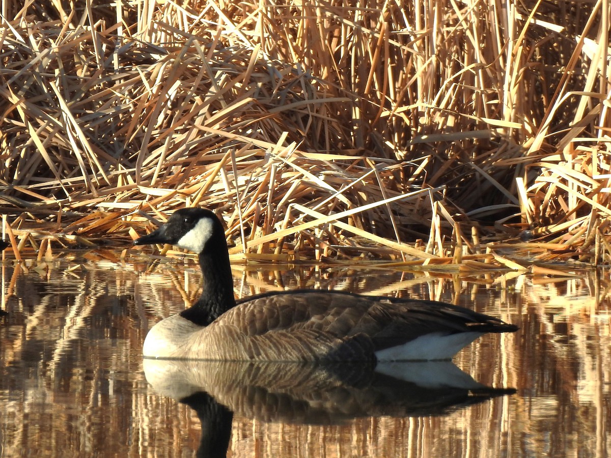 Canada Goose - ML632302705