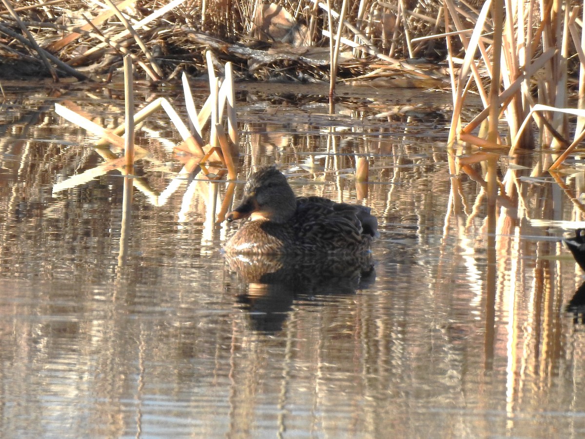 Mallard - ML632302707