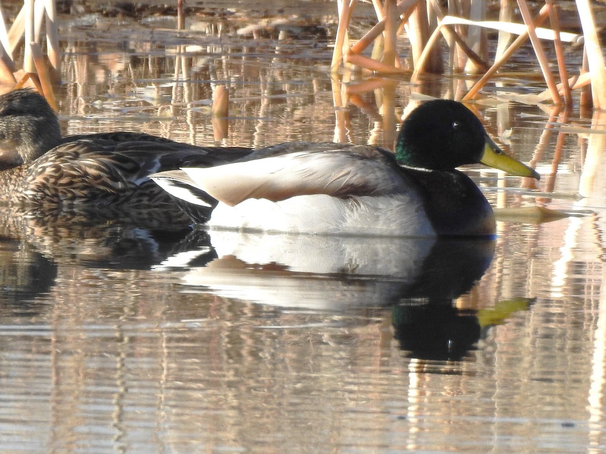 Mallard - ML632302709