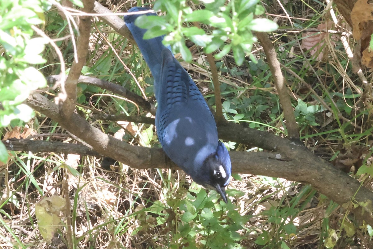 Geai de Steller (groupe coronata) - ML632302712