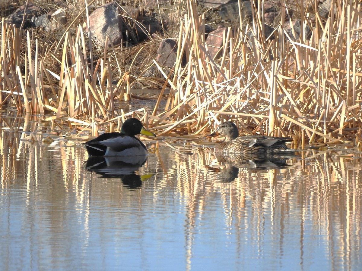 Mallard - ML632302718