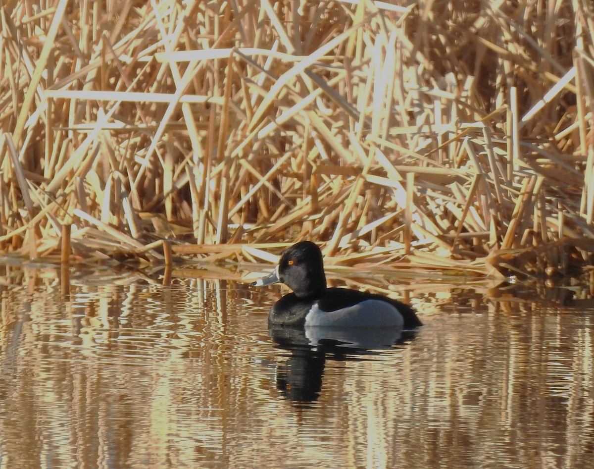 Ring-necked Duck - ML632302719