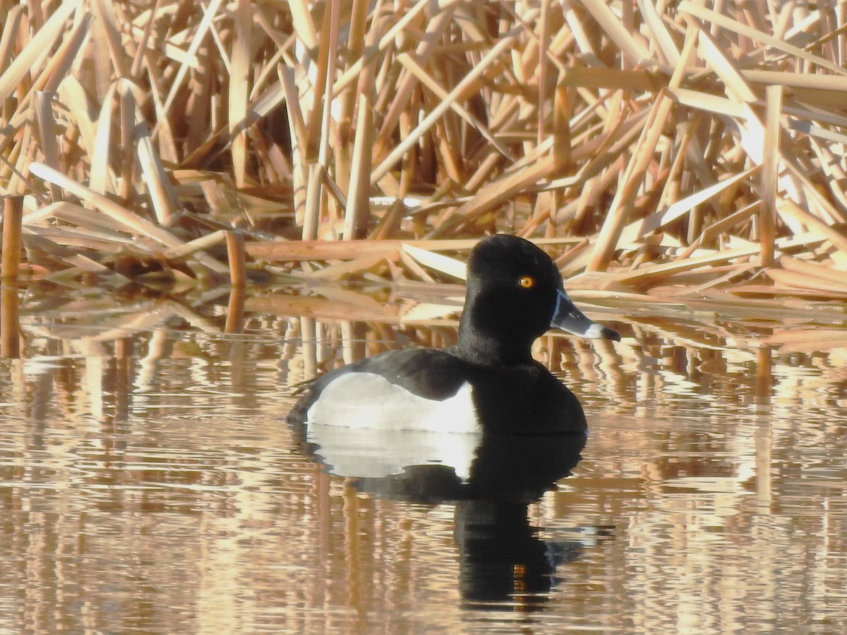 Ring-necked Duck - ML632302721