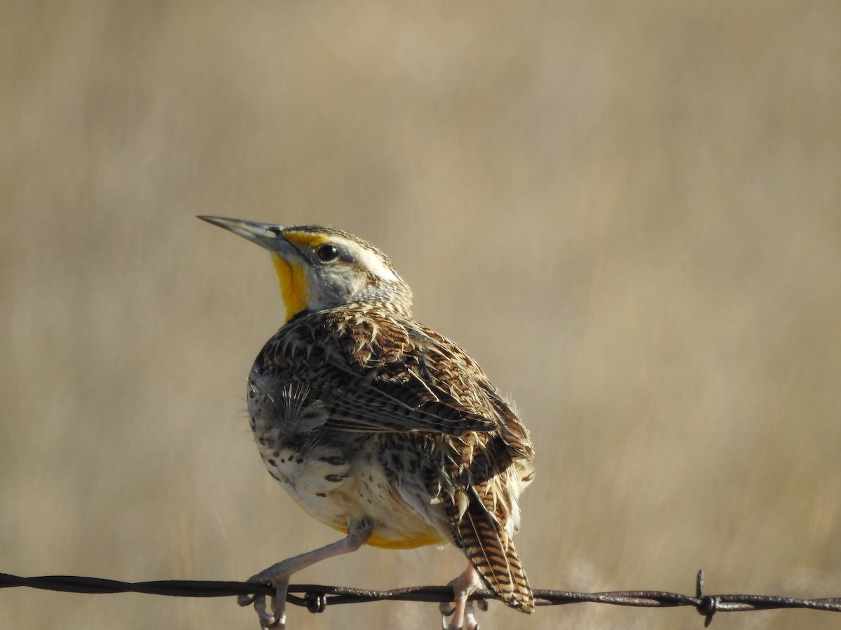 Western Meadowlark - ML632302723
