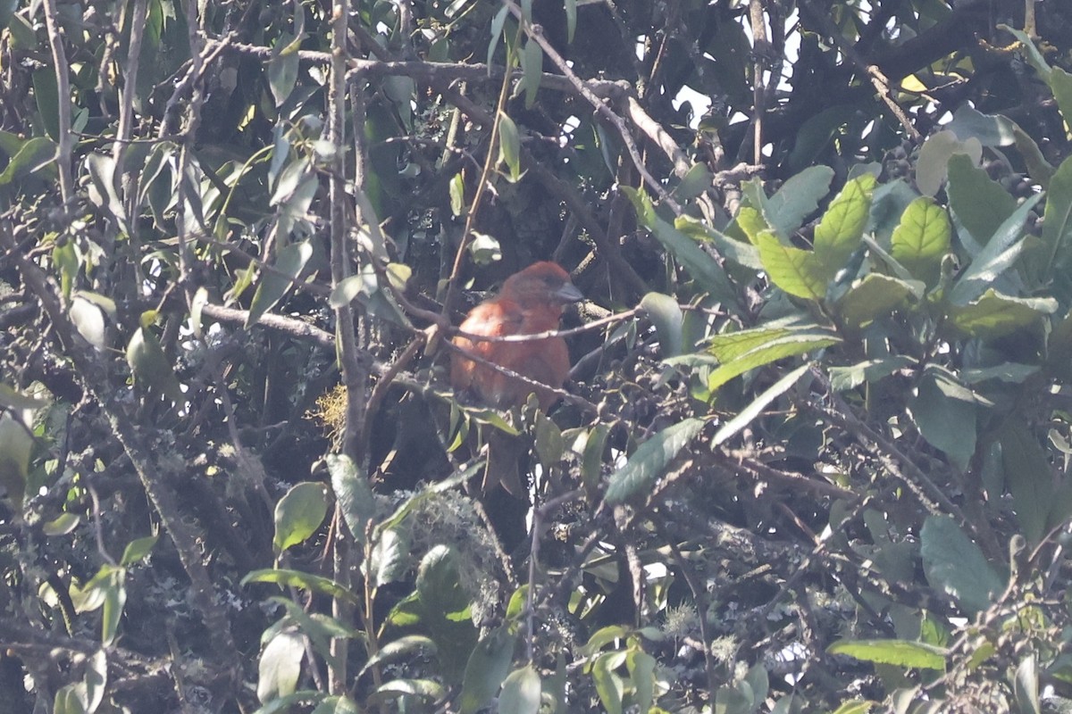 Bec-croisé des sapins - ML632302774