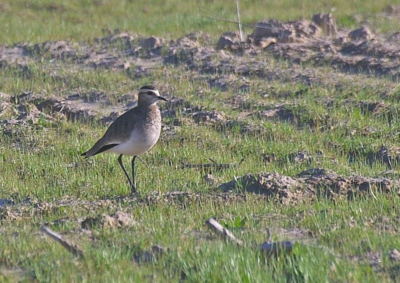 keptuška stepní - ML632302790