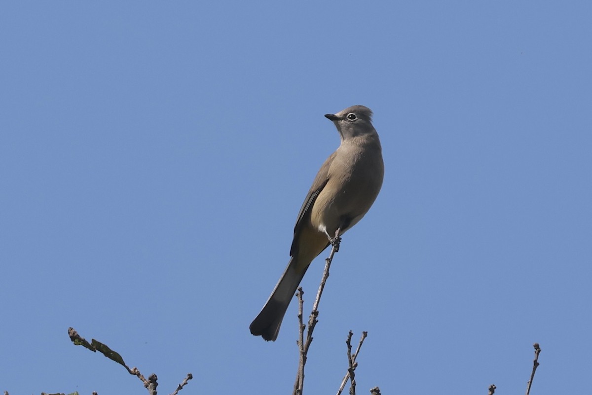 Ptilogon cendré - ML632302791