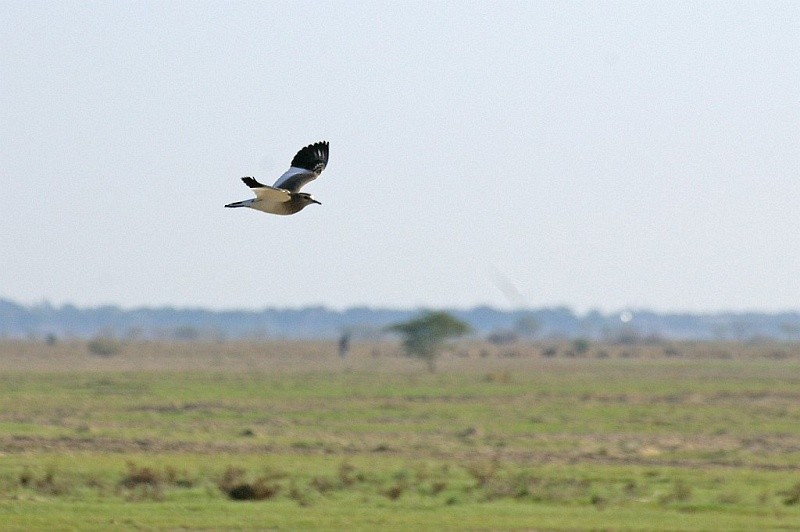 keptuška stepní - ML632302850