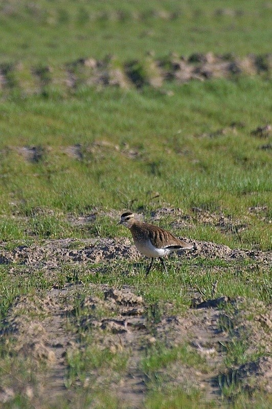 keptuška stepní - ML632302851