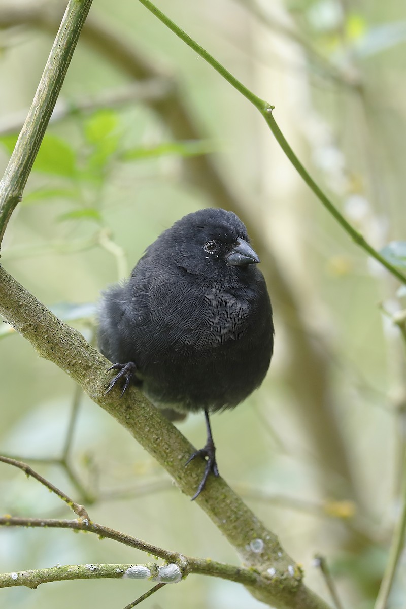 Small Ground-Finch - ML632302969