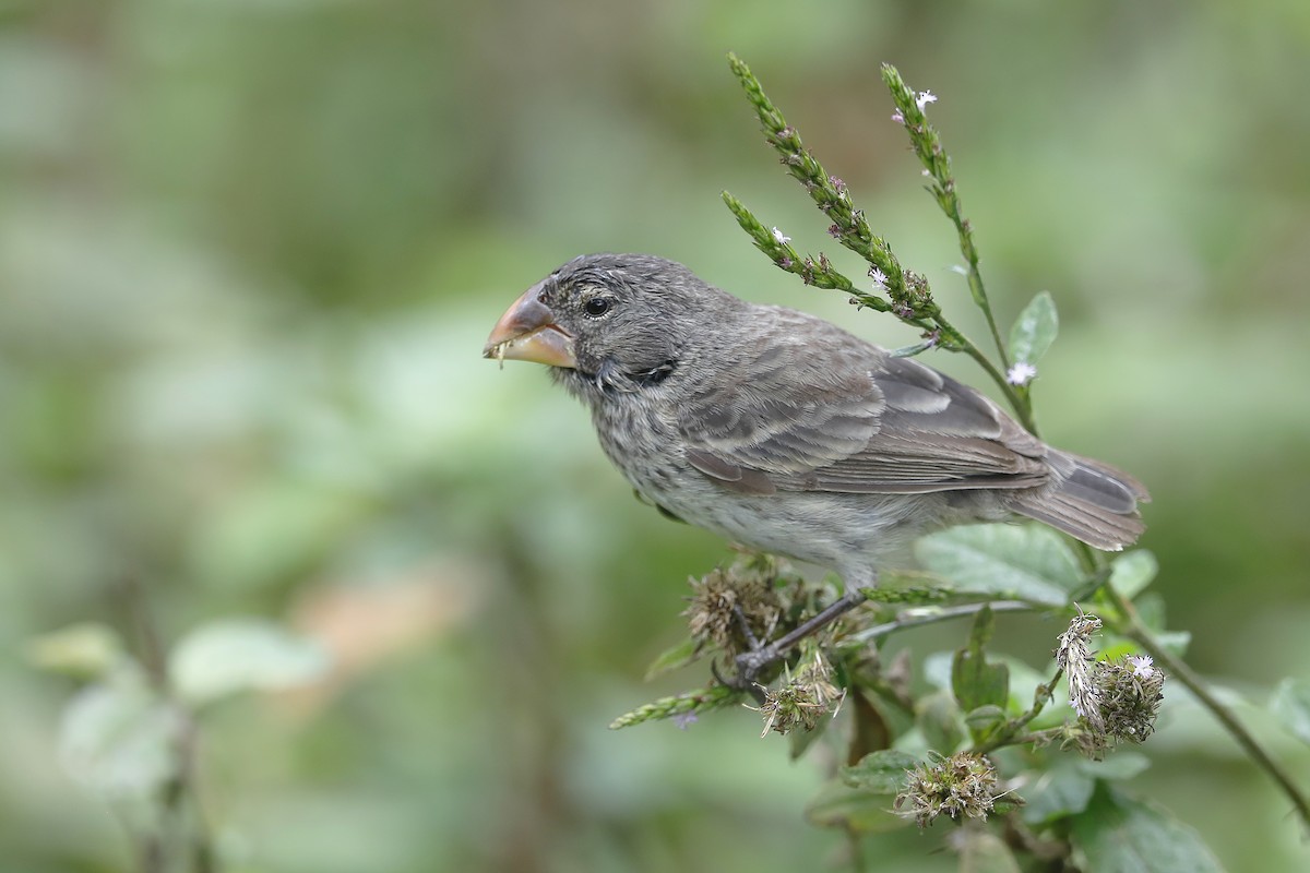 Large Ground-Finch - ML632302975