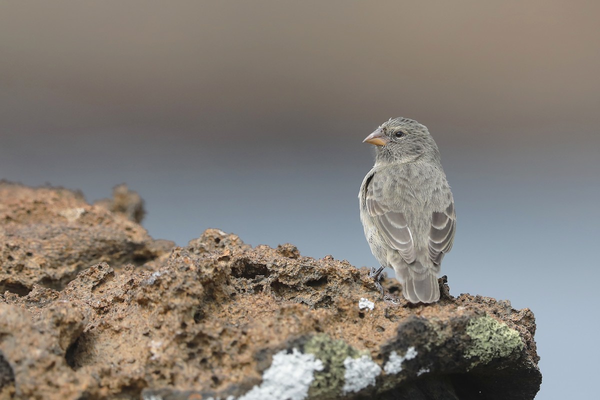 Medium Ground-Finch - ML632302991