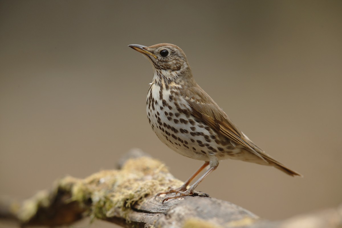 Song Thrush - ML632303095