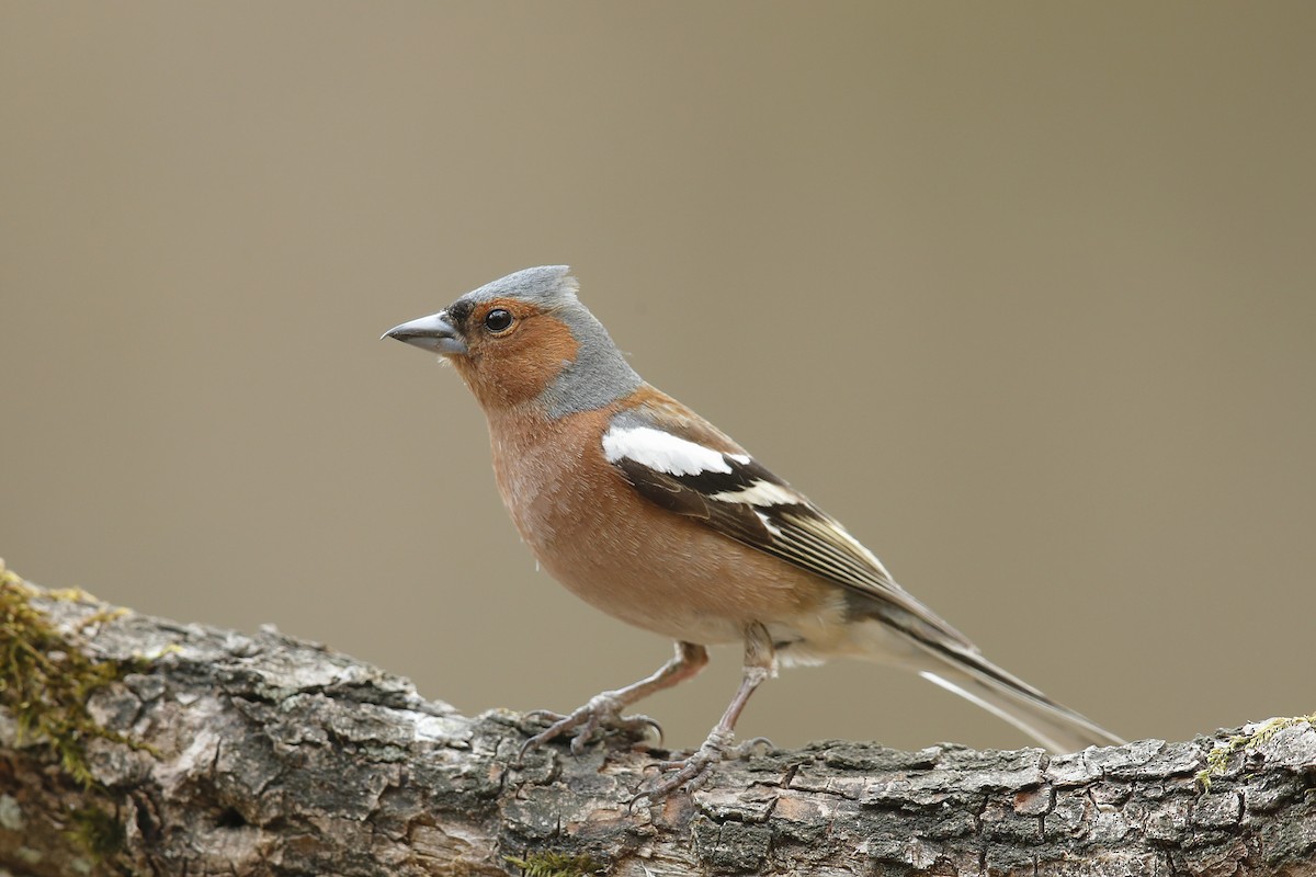 Common Chaffinch - ML632303141