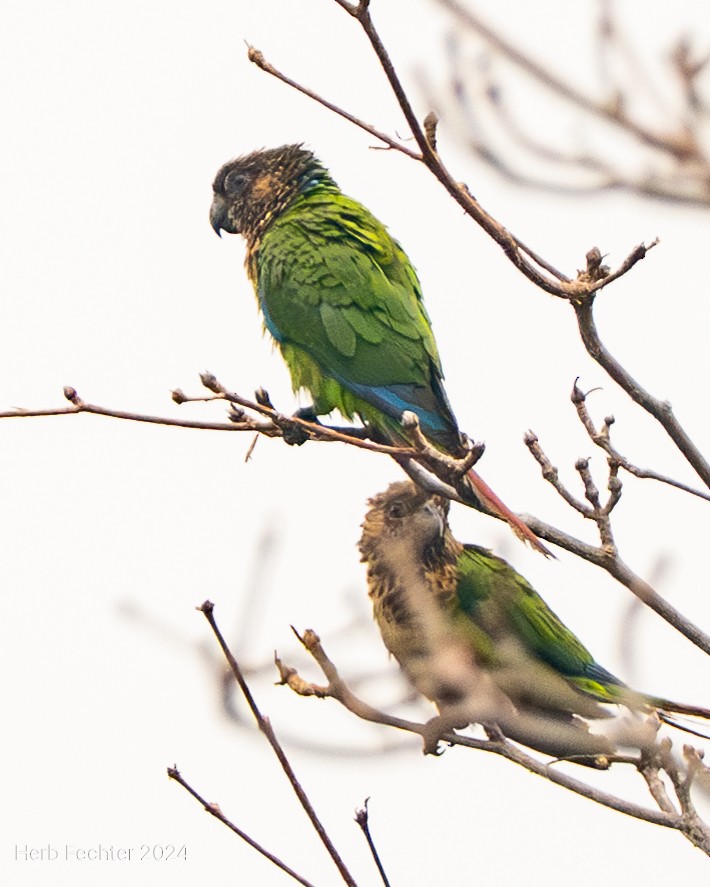 Santarem Parakeet - ML632303226
