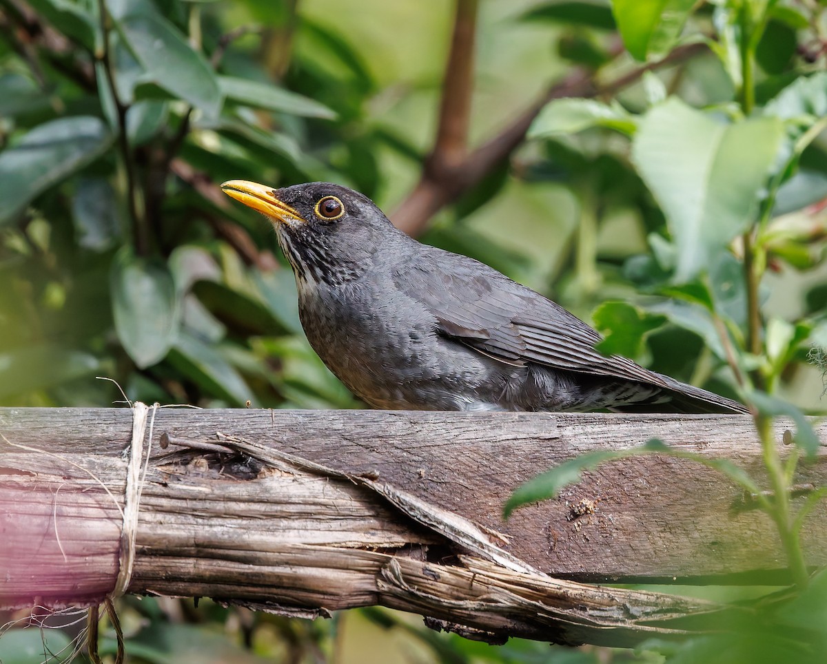 Andean Slaty Thrush - ML632303531
