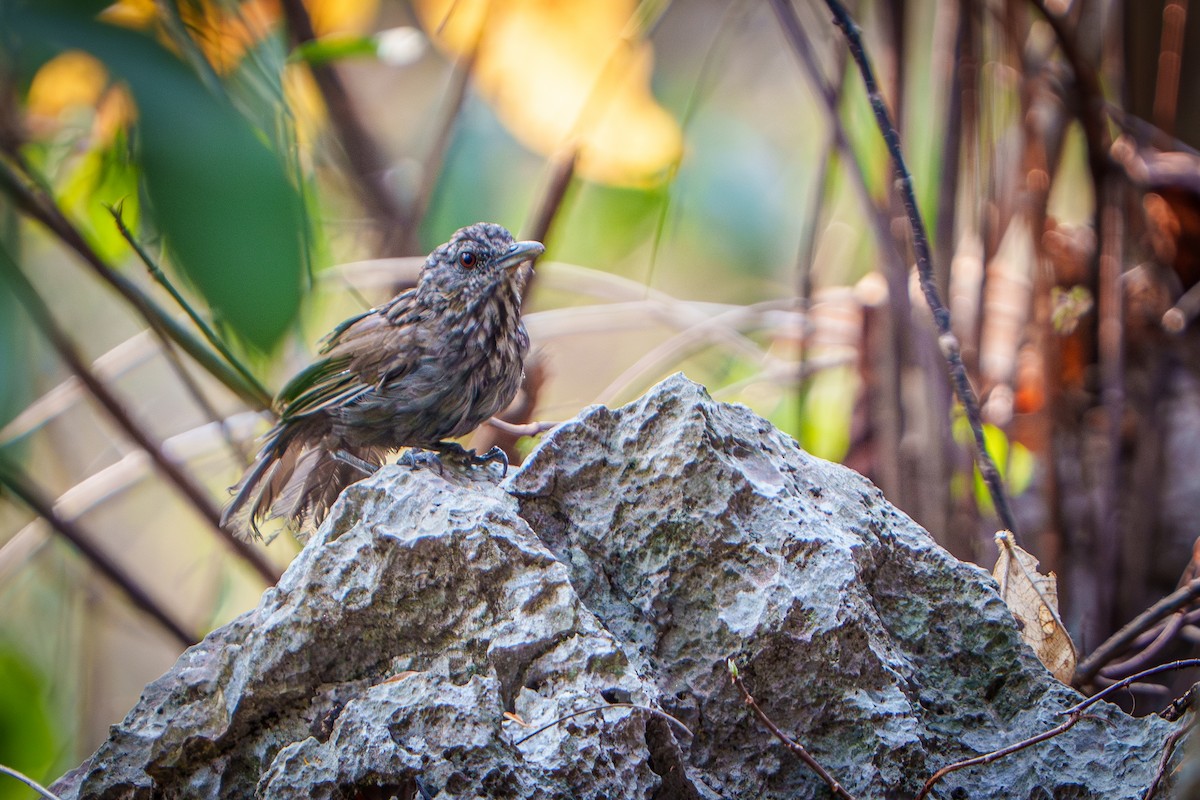 Annam Limestone Babbler - ML632303697
