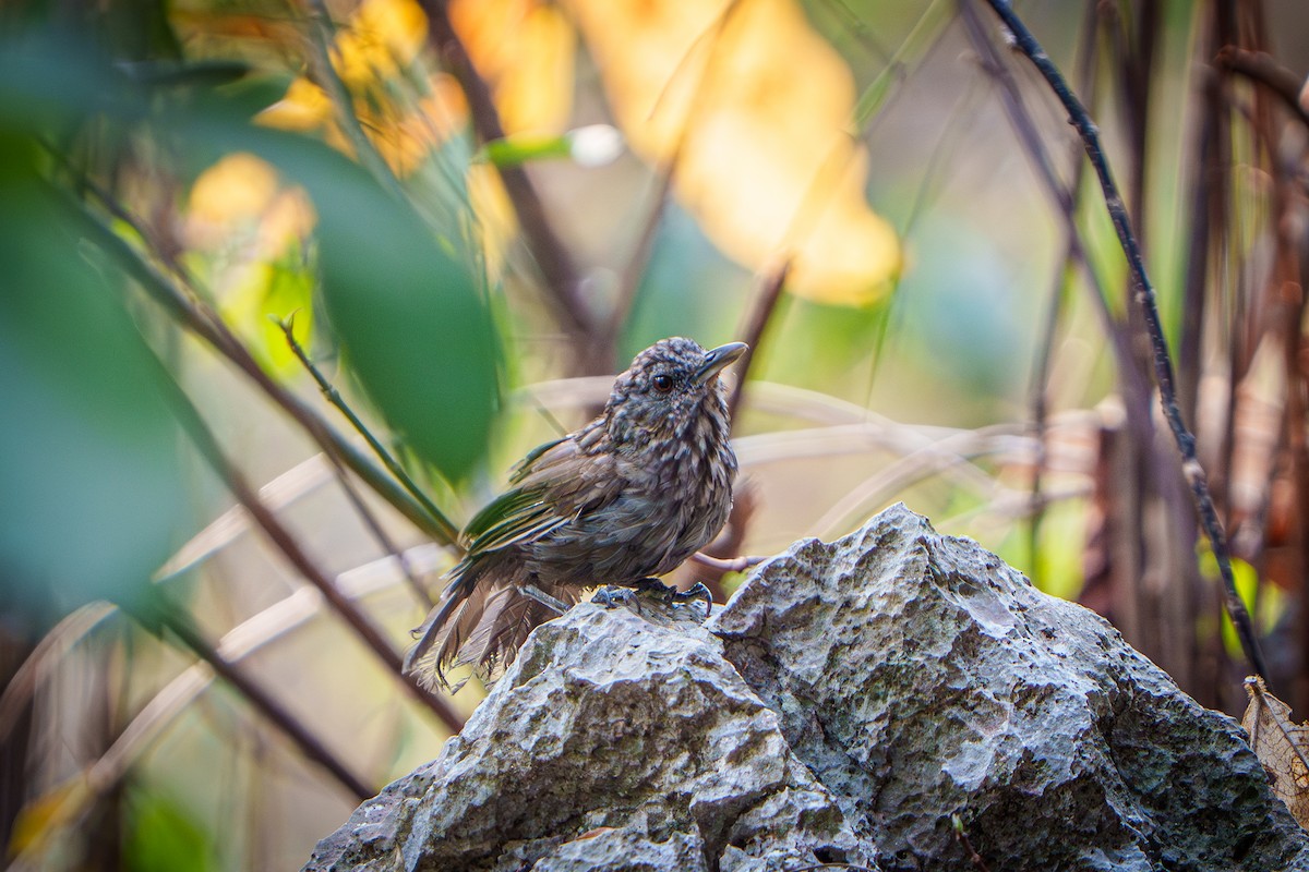 Annam Limestone Babbler - ML632303698