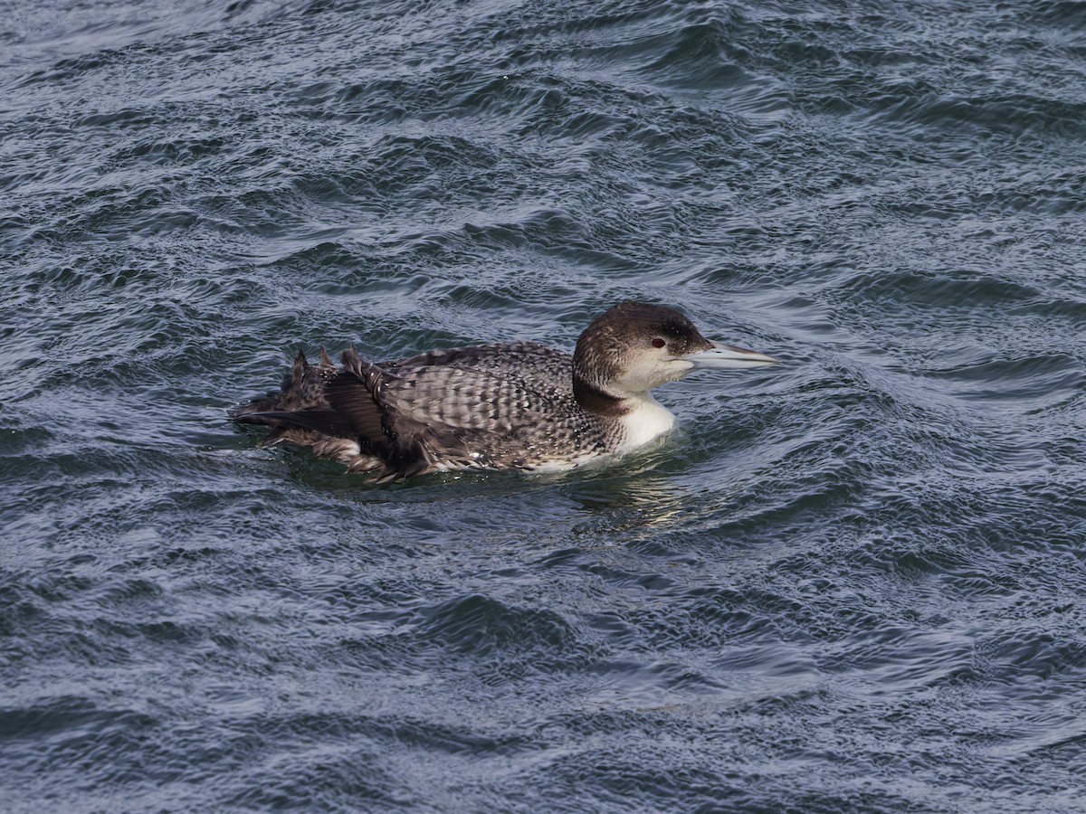 Common Loon - ML632303724