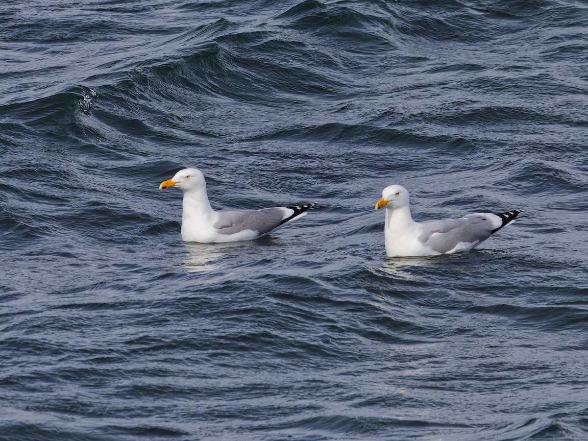 American Herring Gull - ML632303749