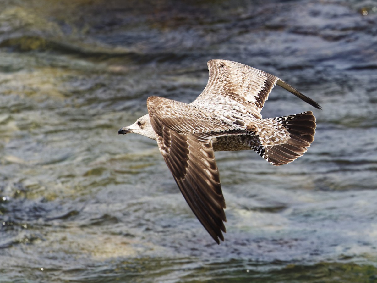 American Herring Gull - ML632303750