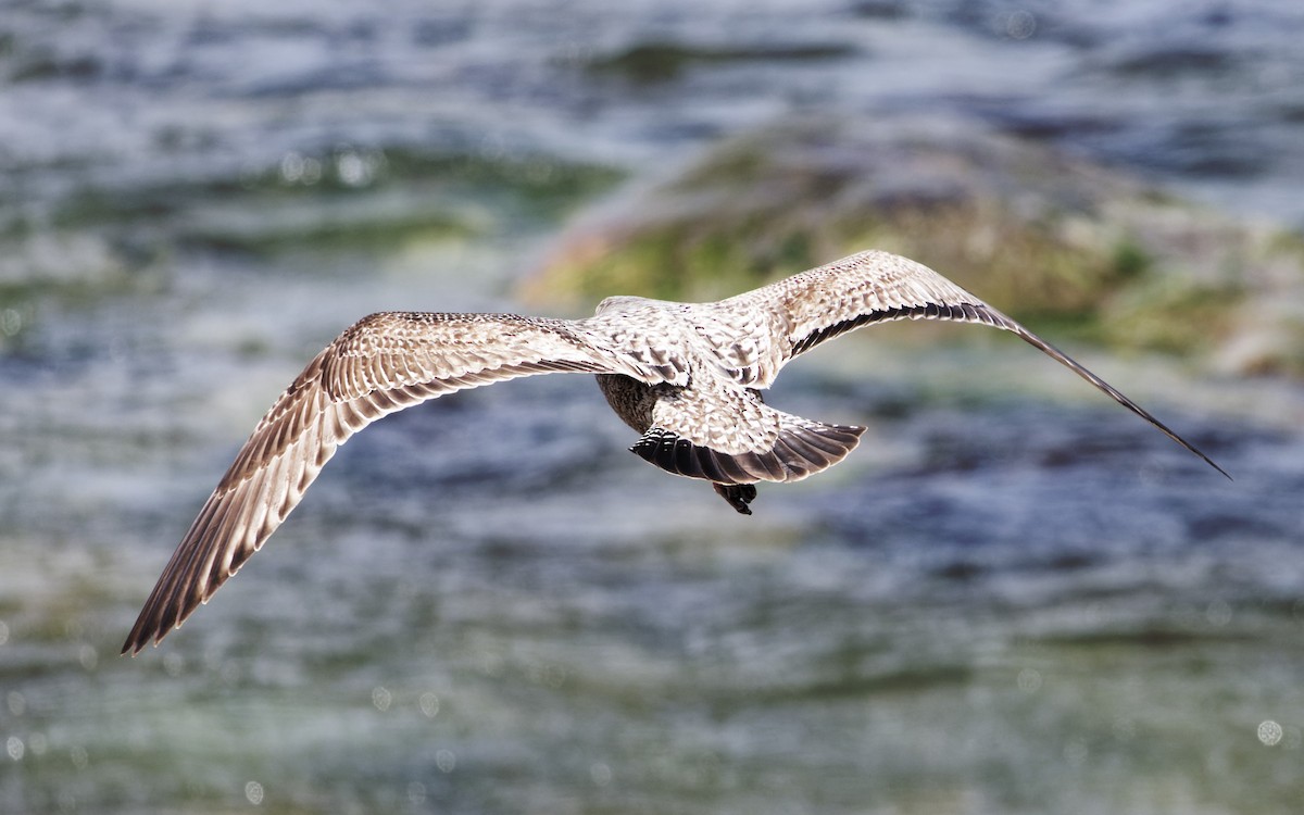 American Herring Gull - ML632303751