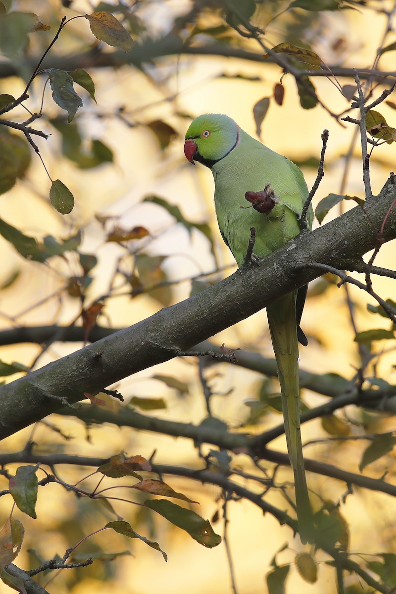 Rose-ringed Parakeet - ML632303829