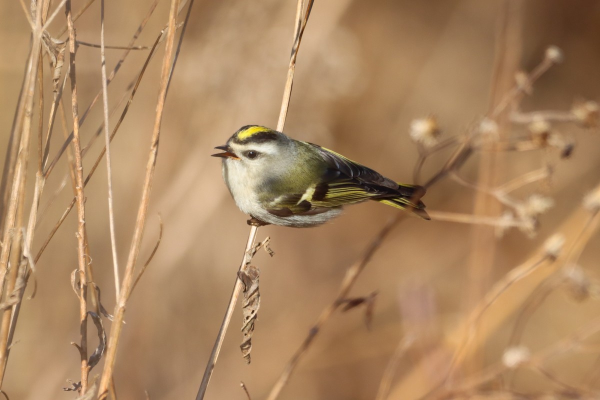 Golden-crowned Kinglet - ML632303923