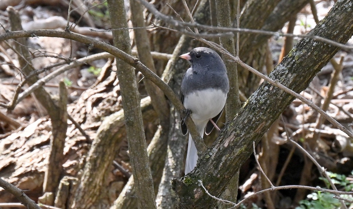 Dark-eyed Junco - ML632304010