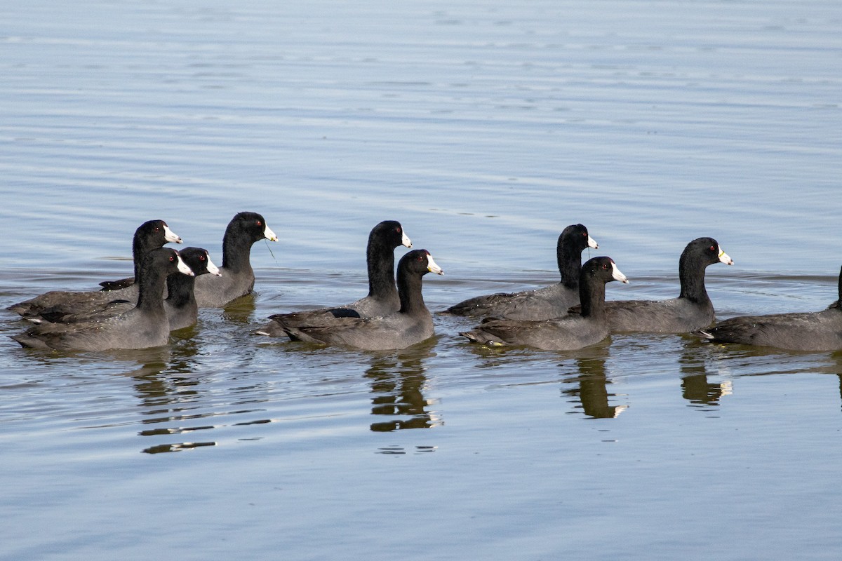 American Coot - ML632304023