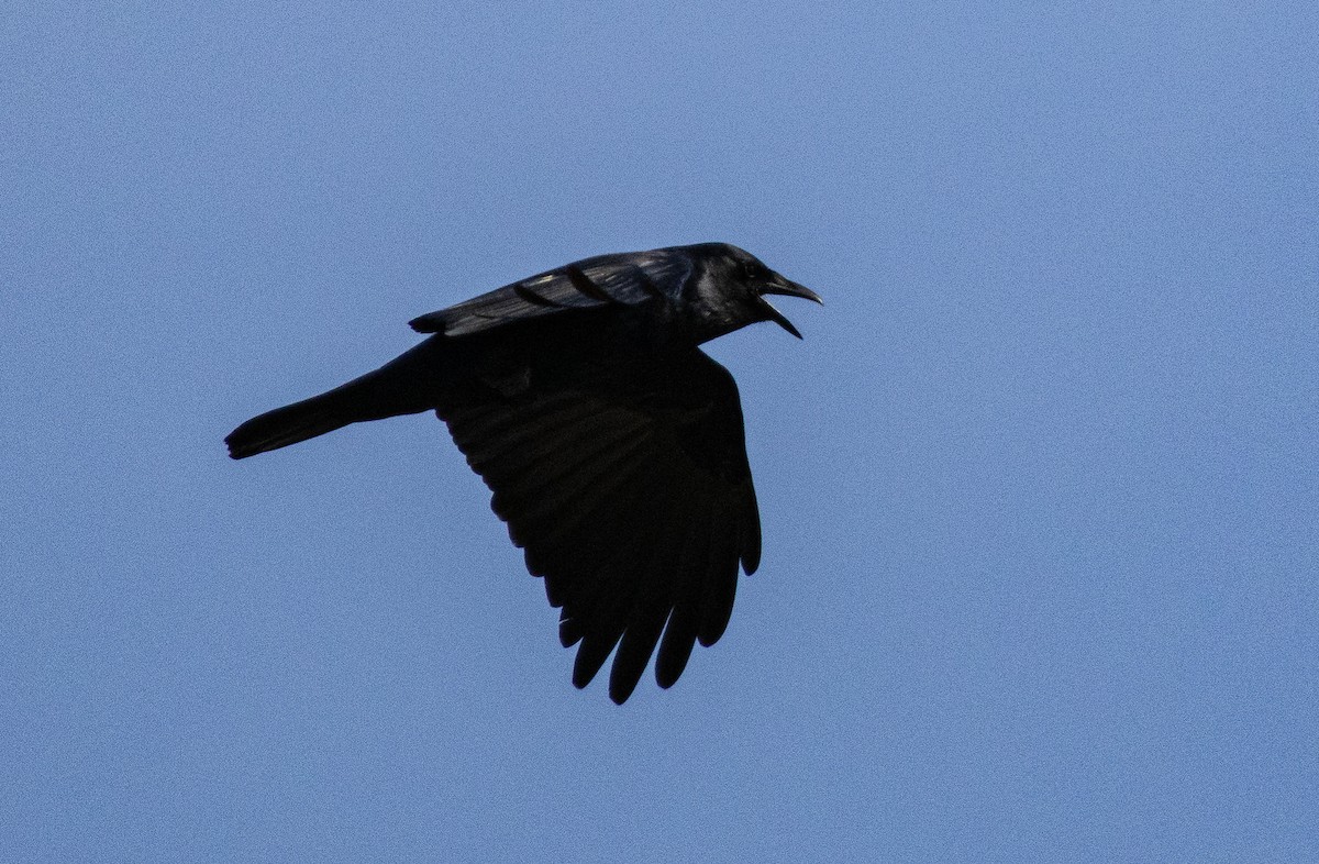 Fish Crow - ML632304029
