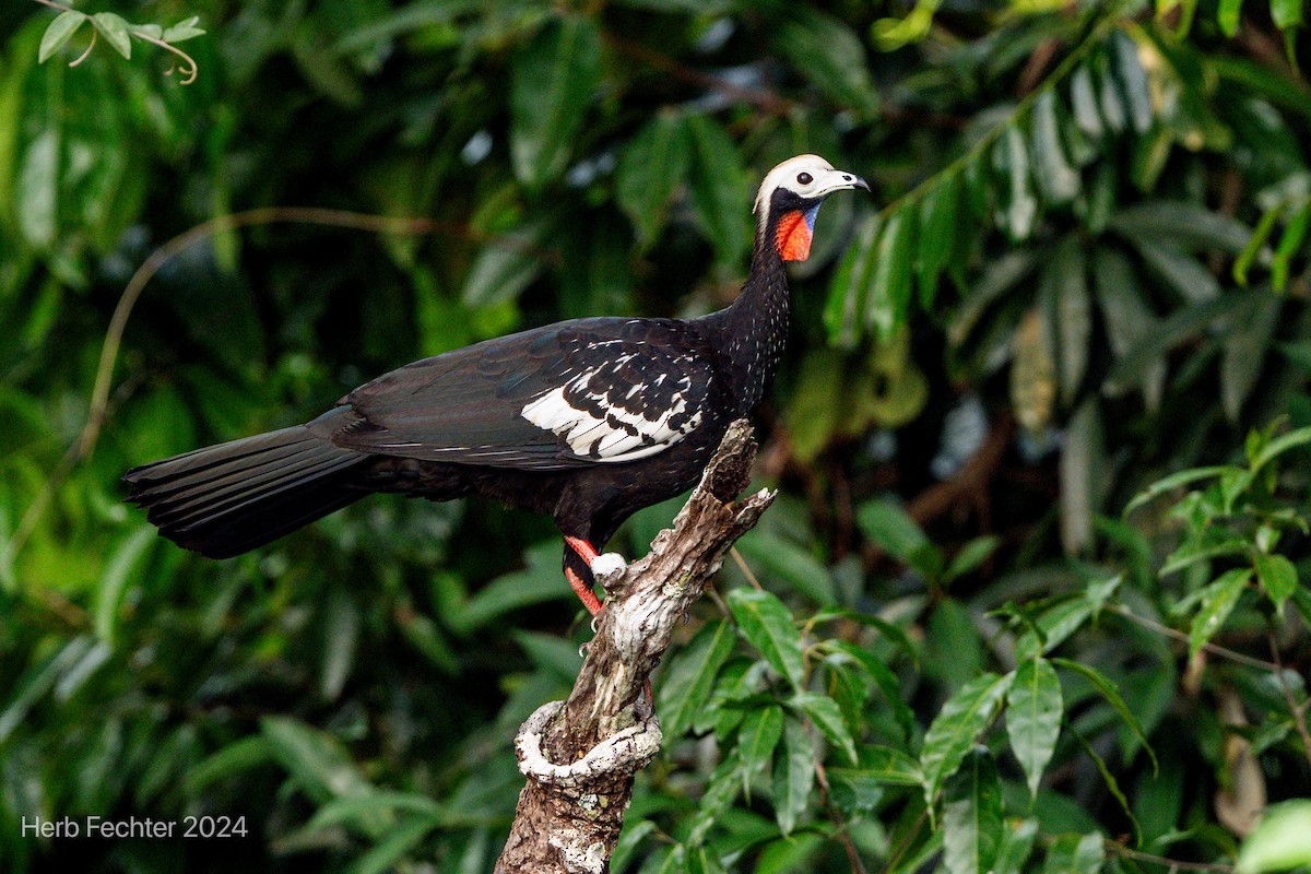 Red-throated Piping-Guan (White-crested) - ML632304084