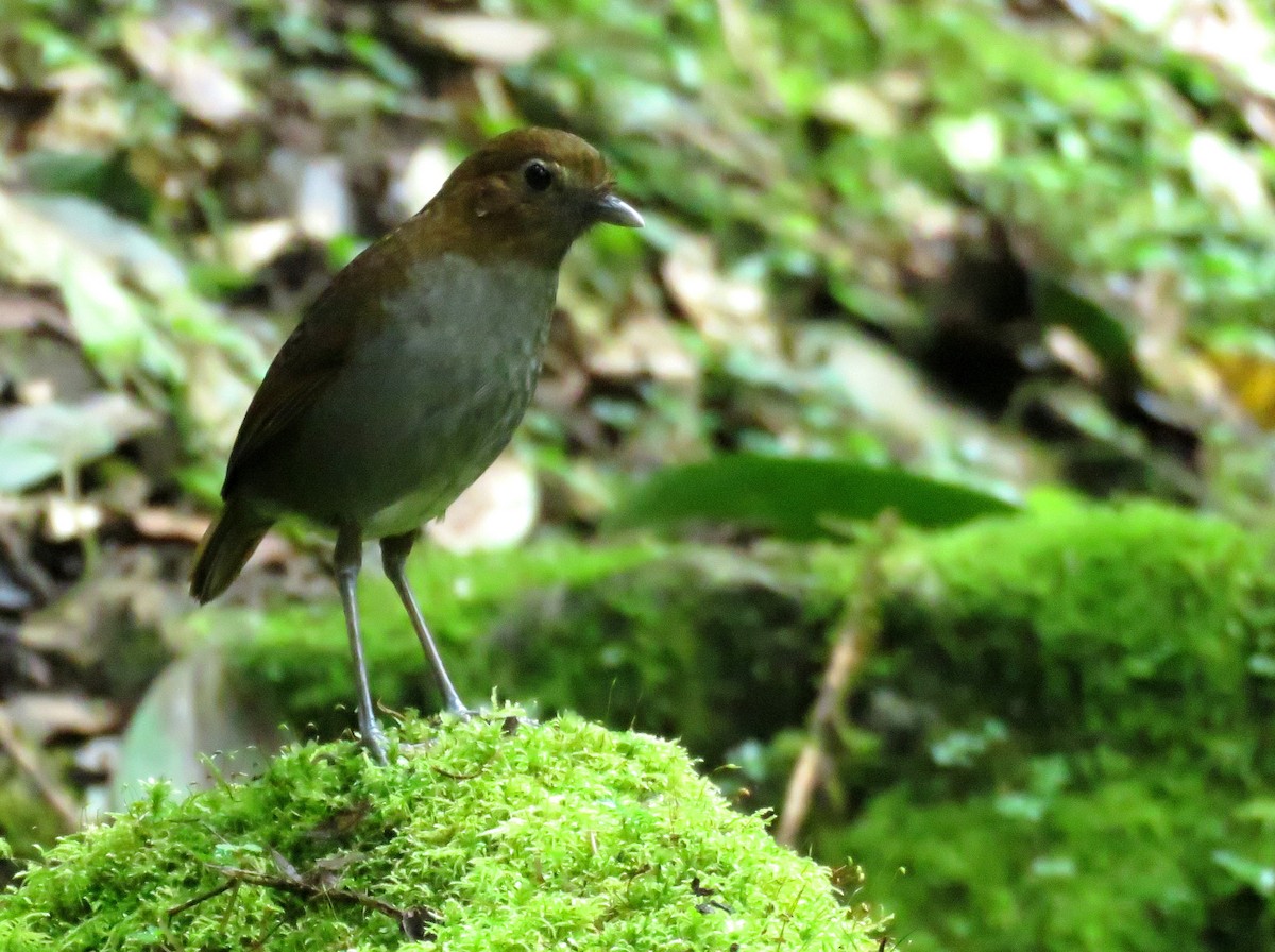 Urrao Antpitta - ML632304093