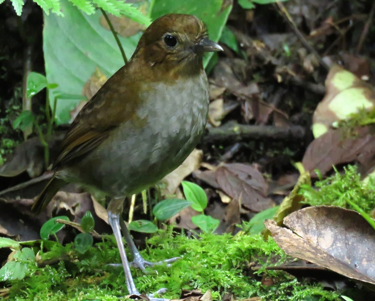 Urrao Antpitta - ML632304095