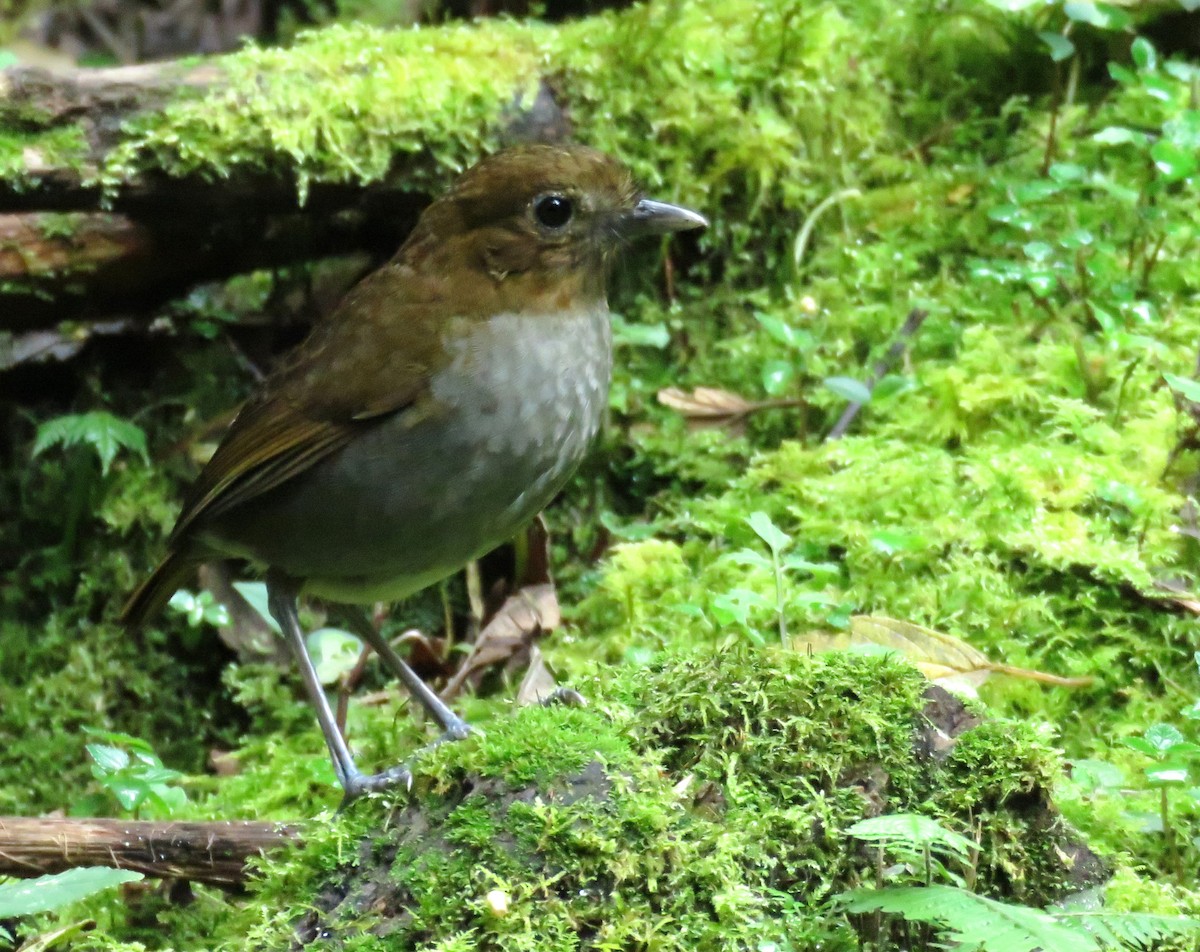 Urrao Antpitta - ML632304096