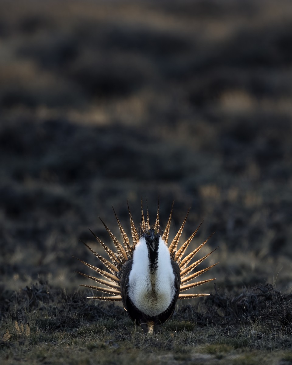 Greater Sage-Grouse - Dorian Anderson