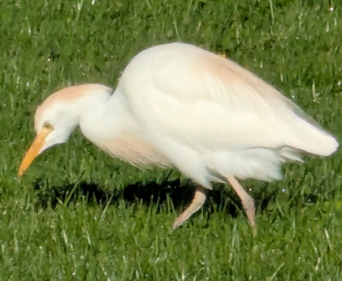 Western Cattle-Egret - ML632304166