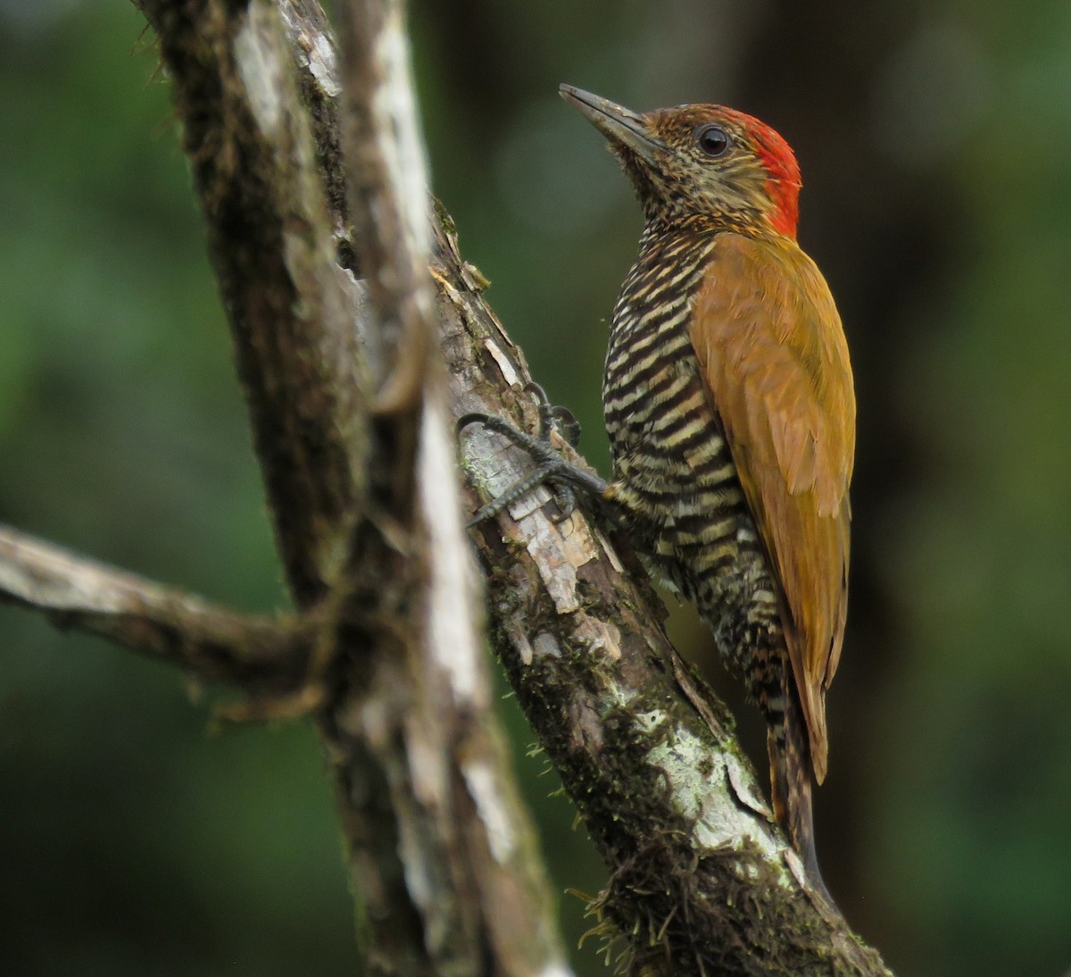 Choco Woodpecker - ML632304265