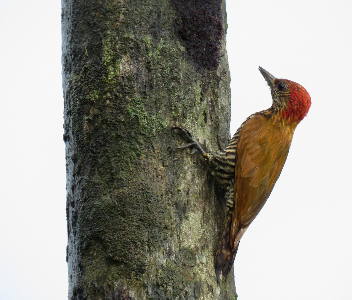 Choco Woodpecker - ML632304266