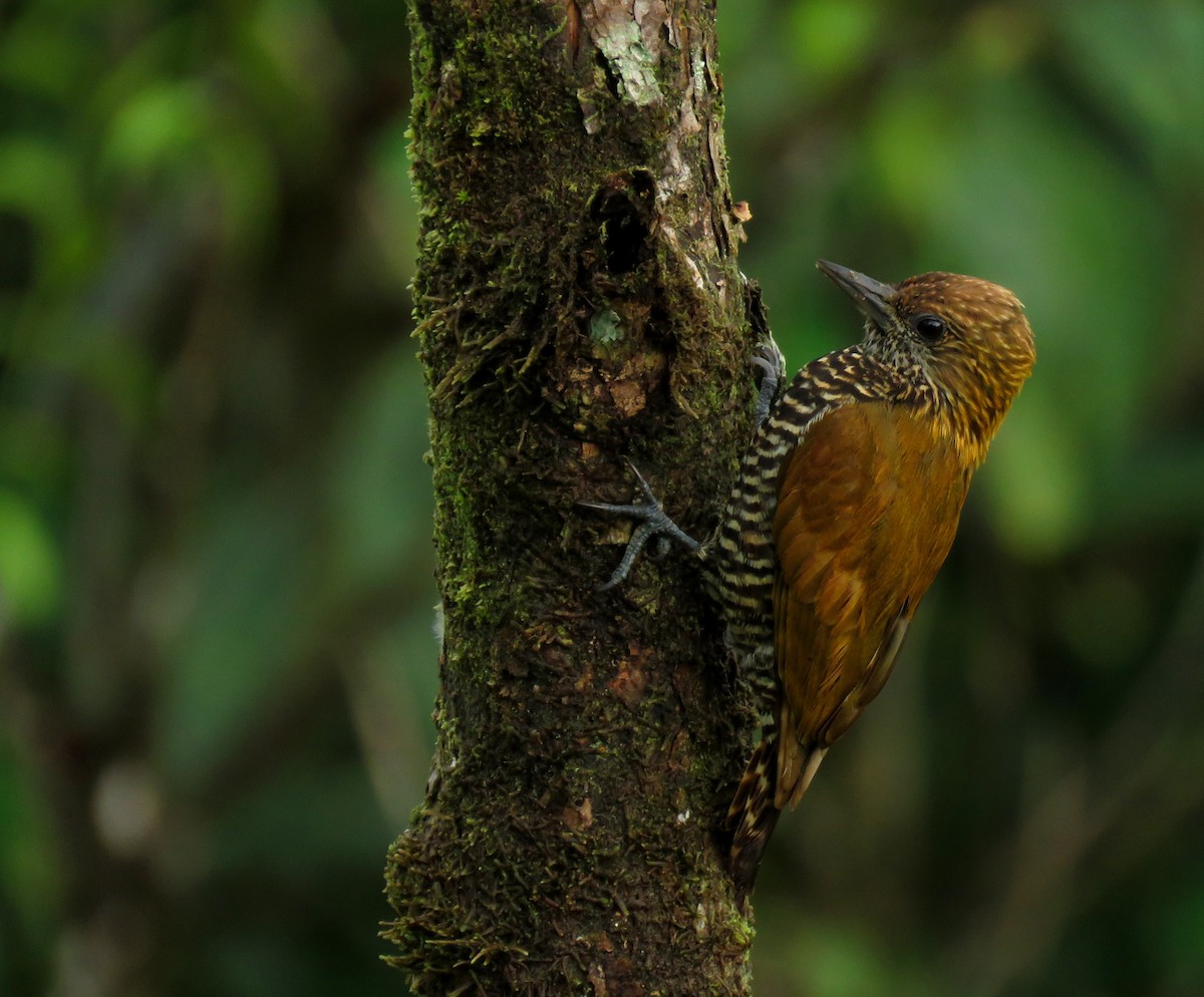 Choco Woodpecker - ML632304267