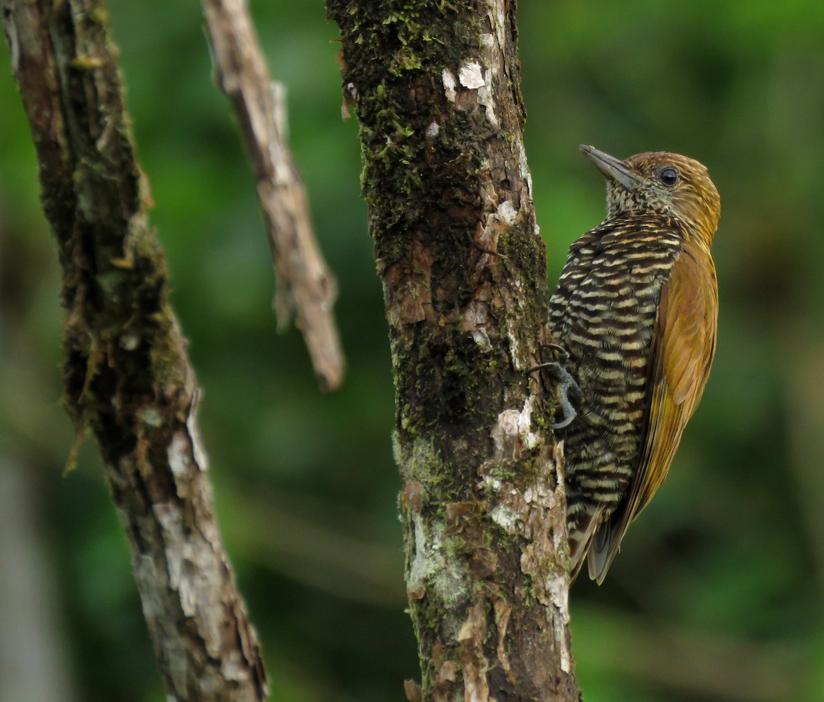 Choco Woodpecker - ML632304268