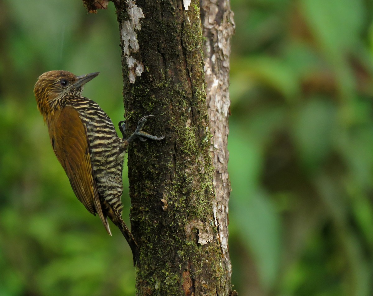 Choco Woodpecker - ML632304269